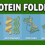 Protein Folding